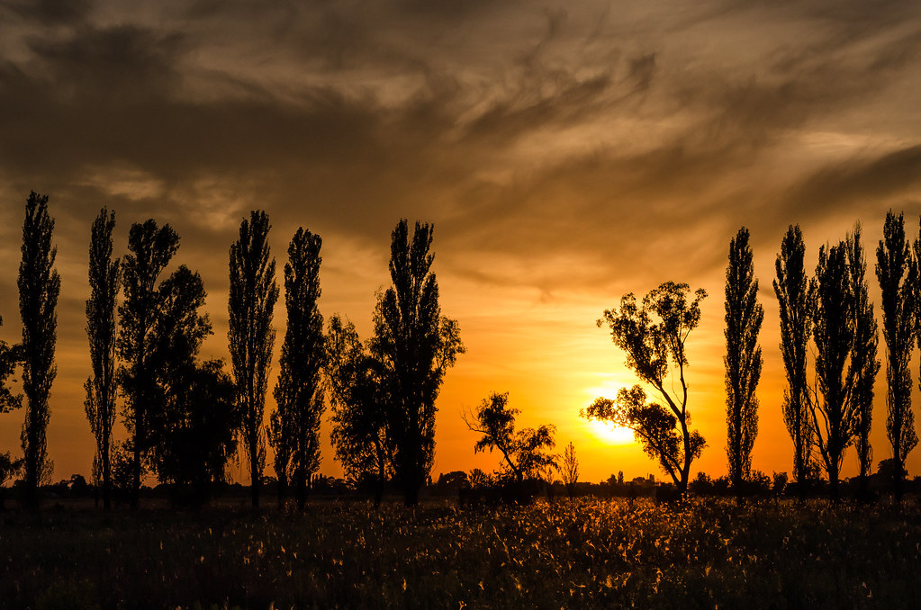 Sunset in the field