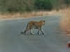 Leopard on Road (2/2)