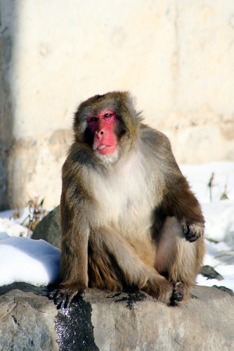 japanese macaque (snow monkey)