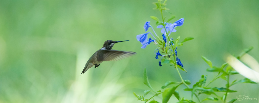 Feeding Female Black-chinned Hummingbird