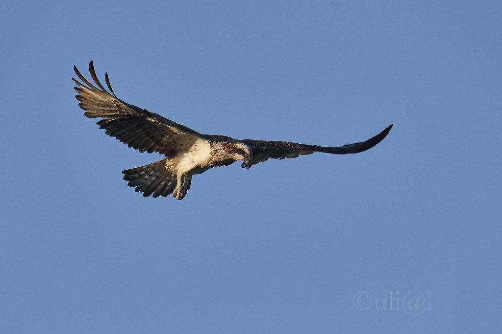 Fischadler / Osprey / Pandion haliaetus