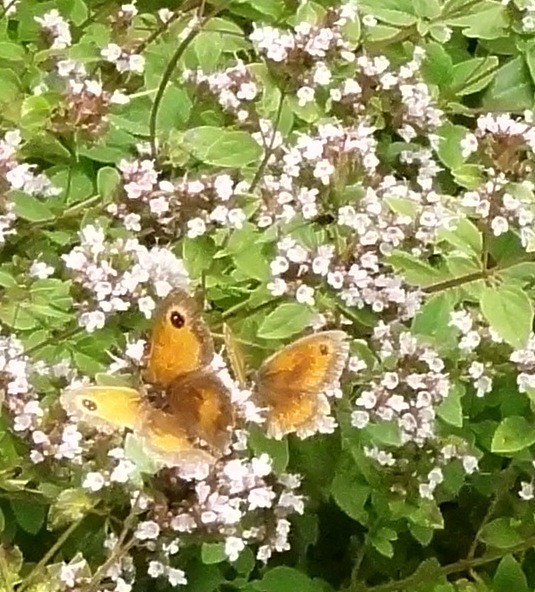 Aug2017 094 More Gatekeepers - Maniola tithonus