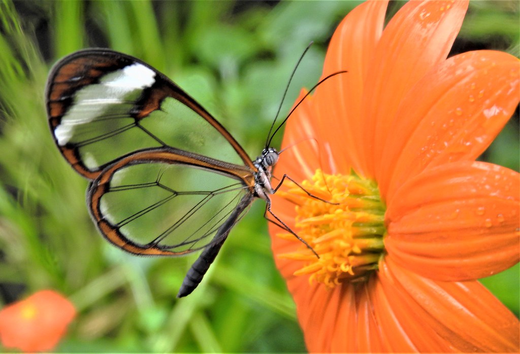 Glasswing Butterfly