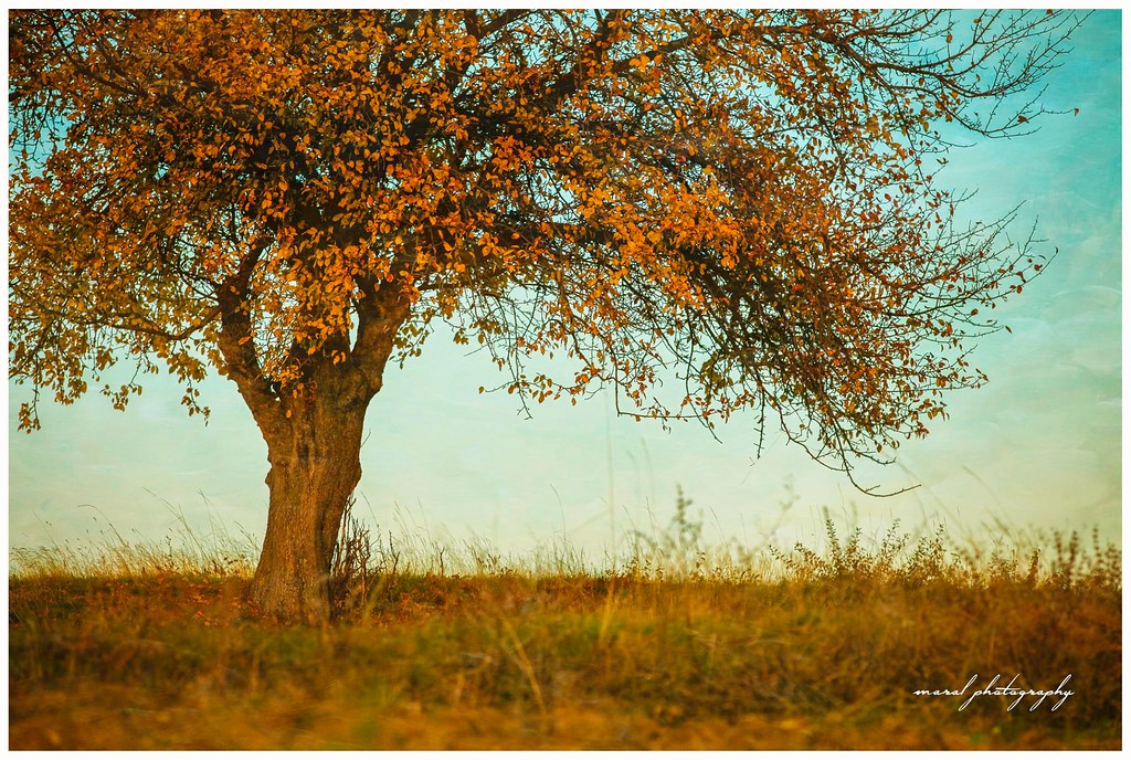autumn