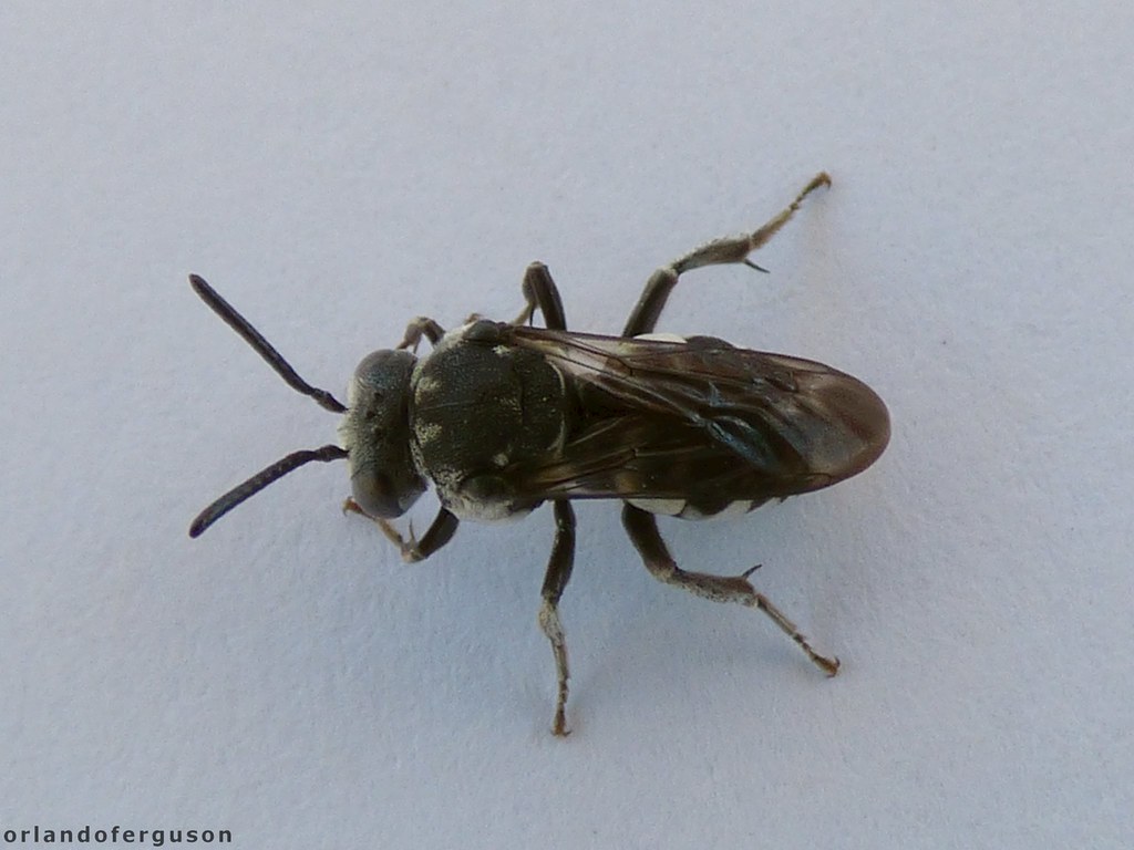 Epeolus cf. fallax