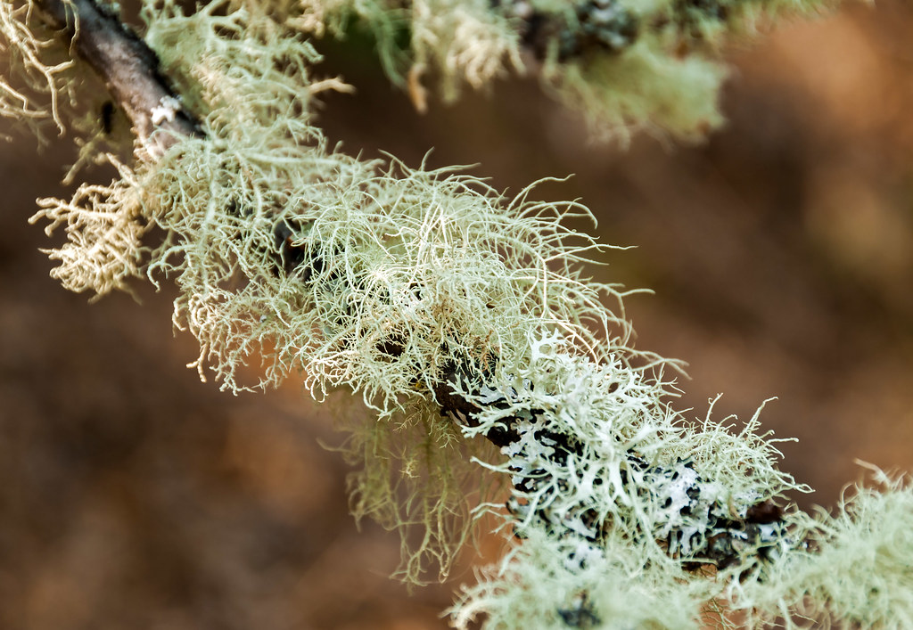 2017-08-09_13-10-08 Lichens