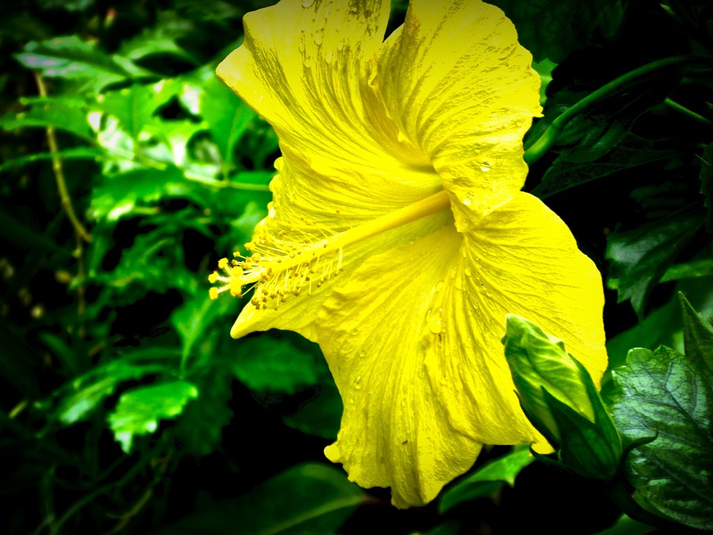 Yellow Hibiscus!
