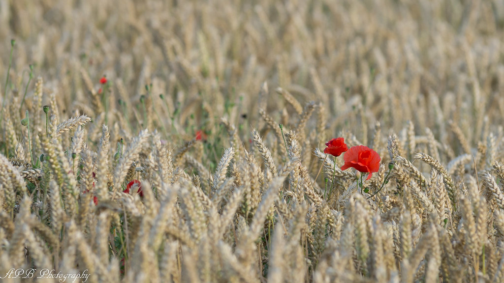 Poppies in the wheat field