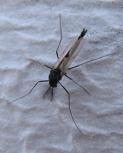 male chironomid
