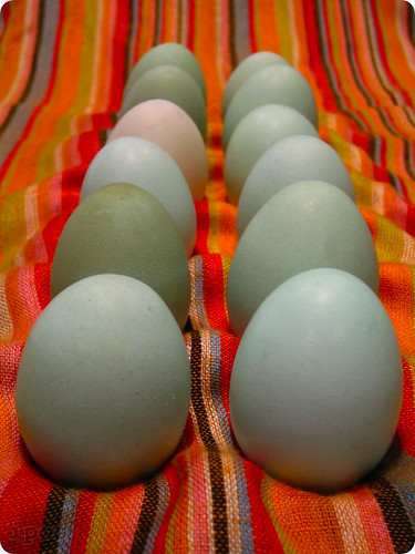Araucana Easter eggs
