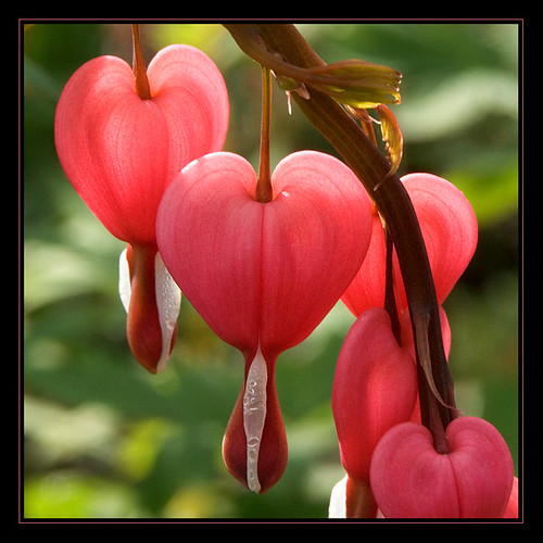 Those BLEEDING HEARTS! | Hearts OF Nature | Flickr