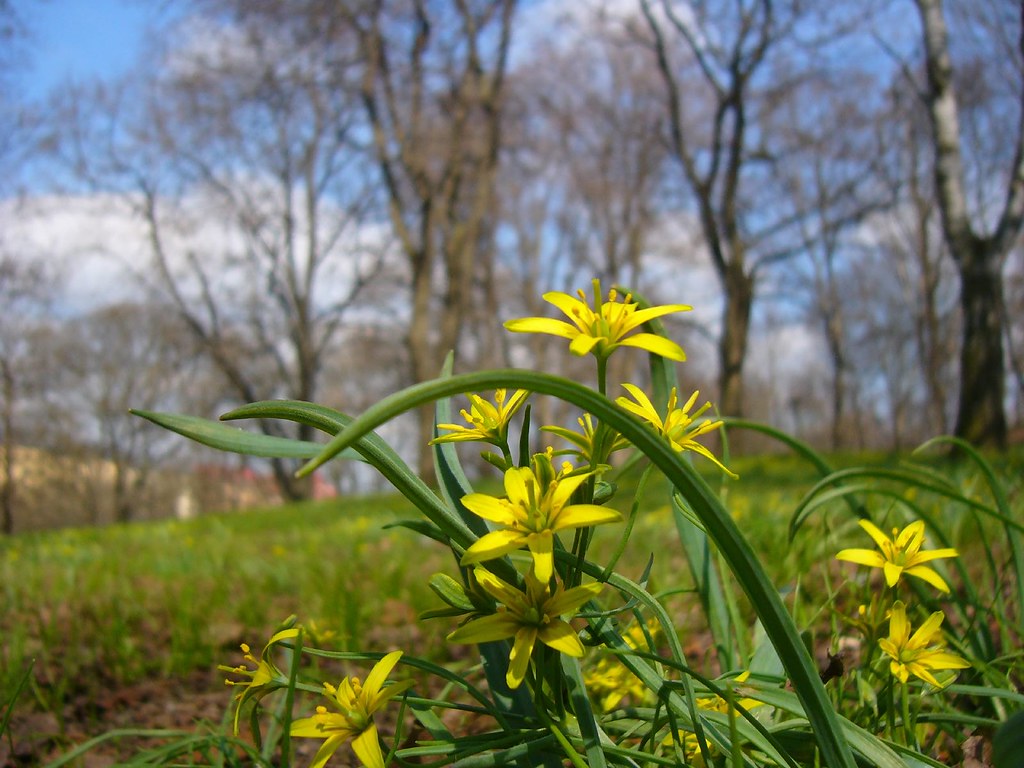 Gagea lutea