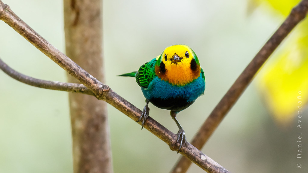 Chlorochrysa nitidissima | Multicolored Tanager | T&aacute;ngara Multicolor - explored