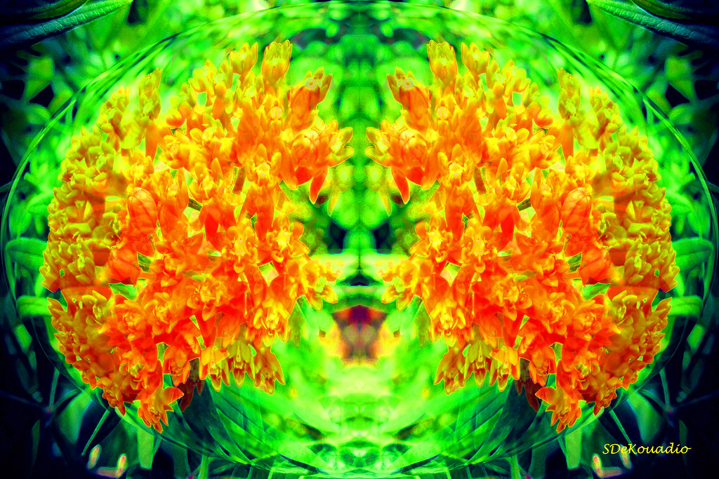 Orange Glory #hypnotique