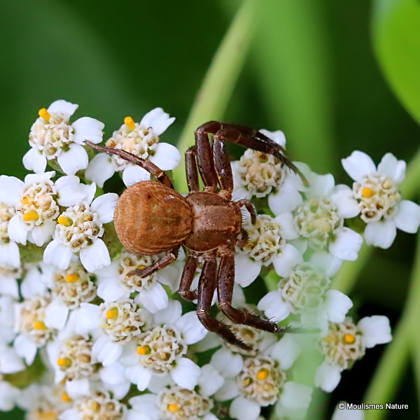 IMG_7183. Crab Spider sp. Xysticus robustus