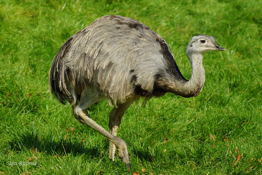 Dierenpark P. Bosma Hoeve Dronten, Nandoe,Rhea americana