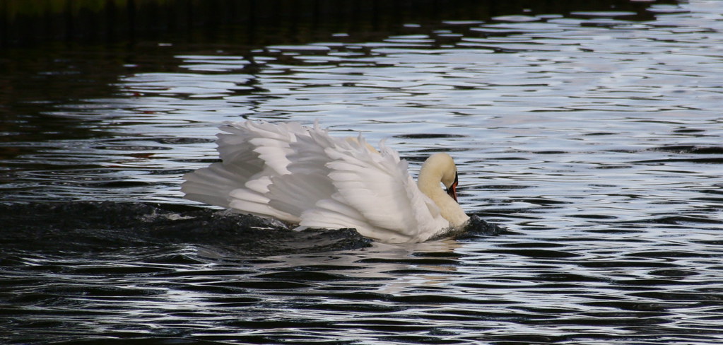 Aggresive swans