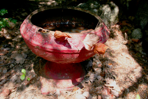 autumn bowl in the spring