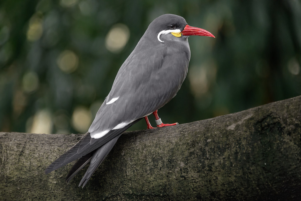 Inca Tern, National Aviary (Pittsburgh, PA)