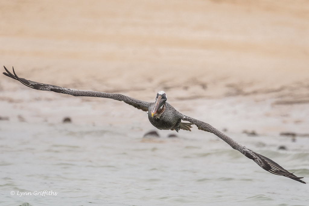 Brown Pelican heading straight for us 500_3145.jpg