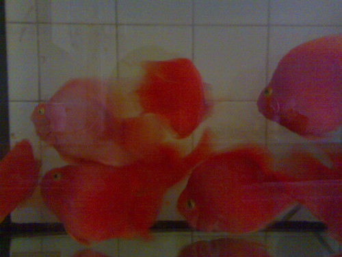One fish two fish red fish ...