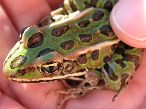 leopard frog