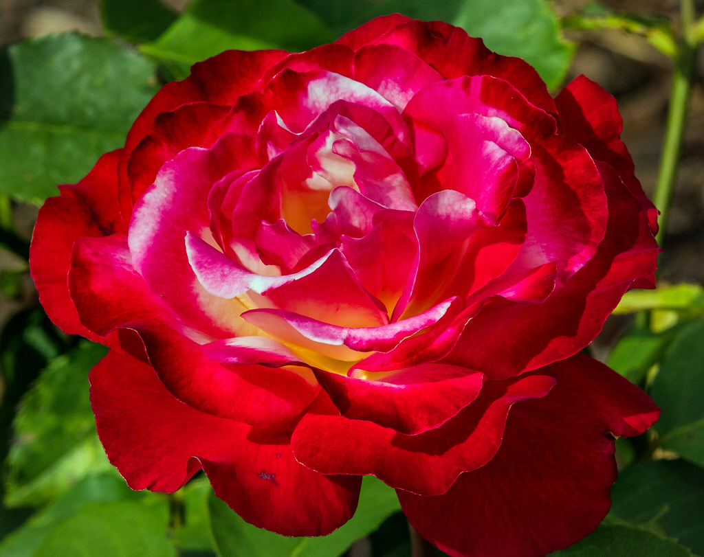 rose cv - double delight