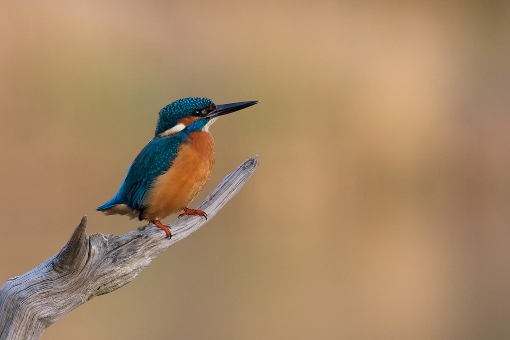 Kingfisher