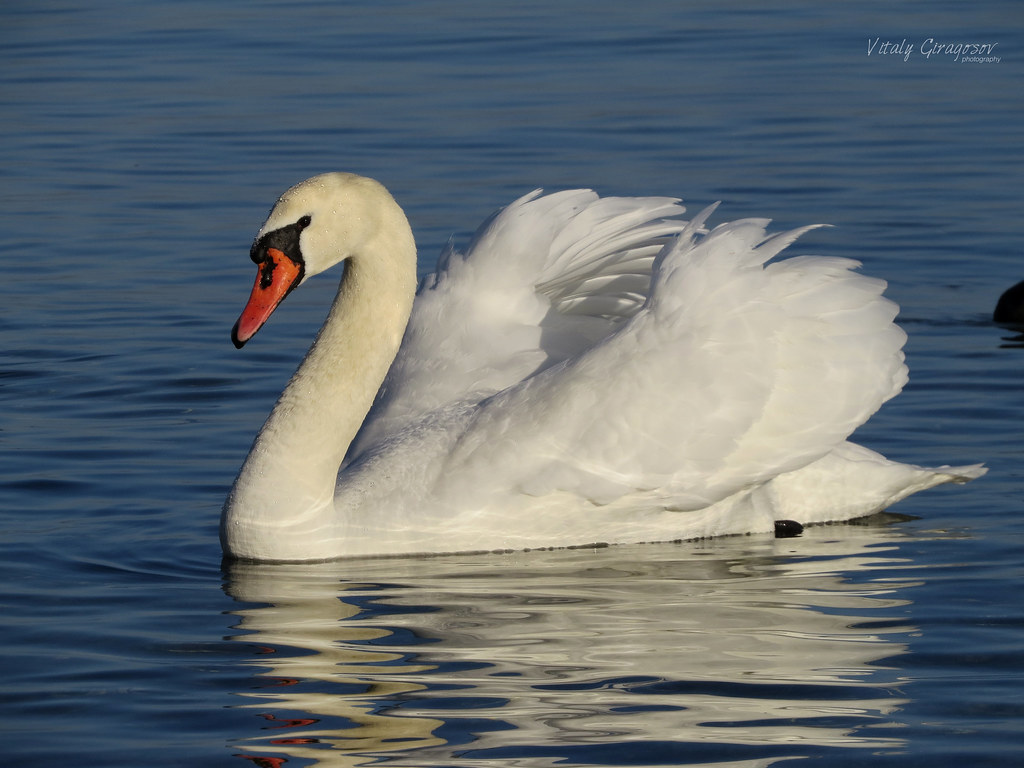 Mute swan (Cygnus olor).