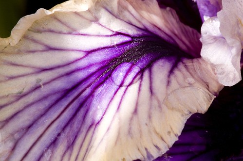 Iris White Leaf