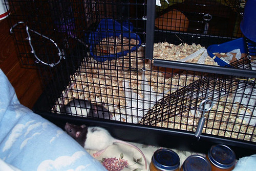 Two rats!