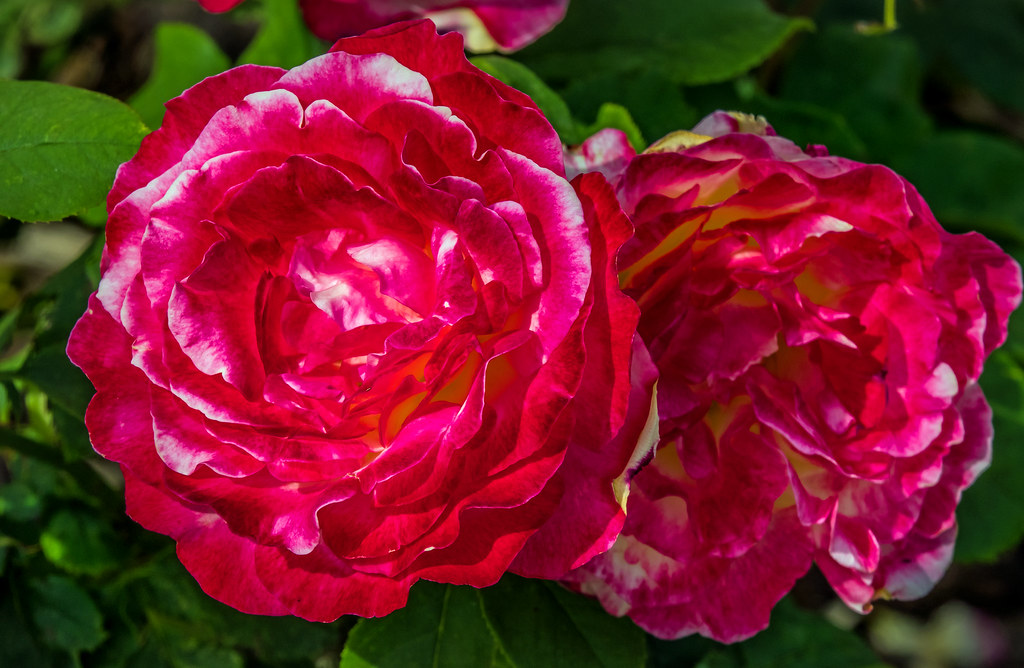 rose cv - double delight