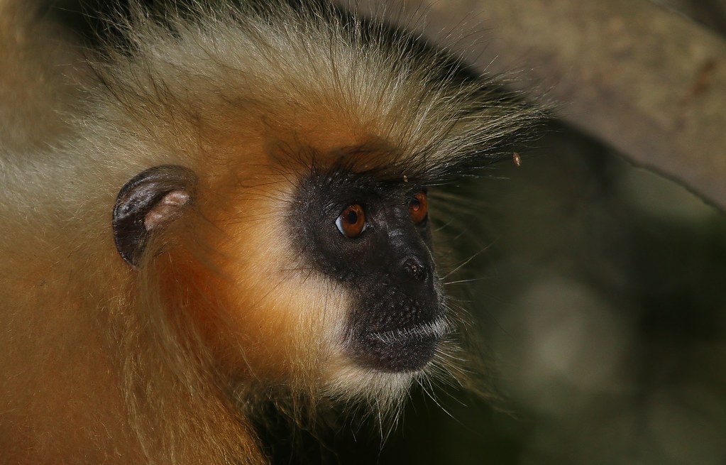 Golden Langurs at Peacock Island (9)