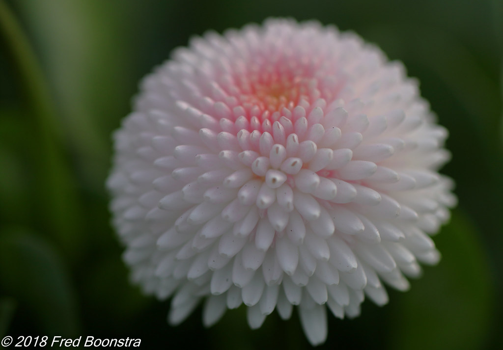 On the garden terrace , "daisy"