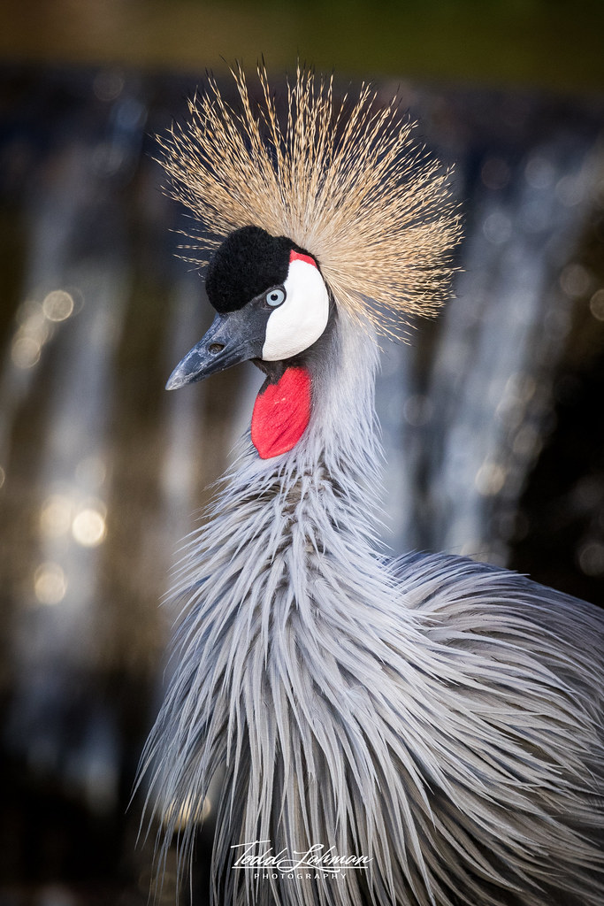 East African Crowned Crane