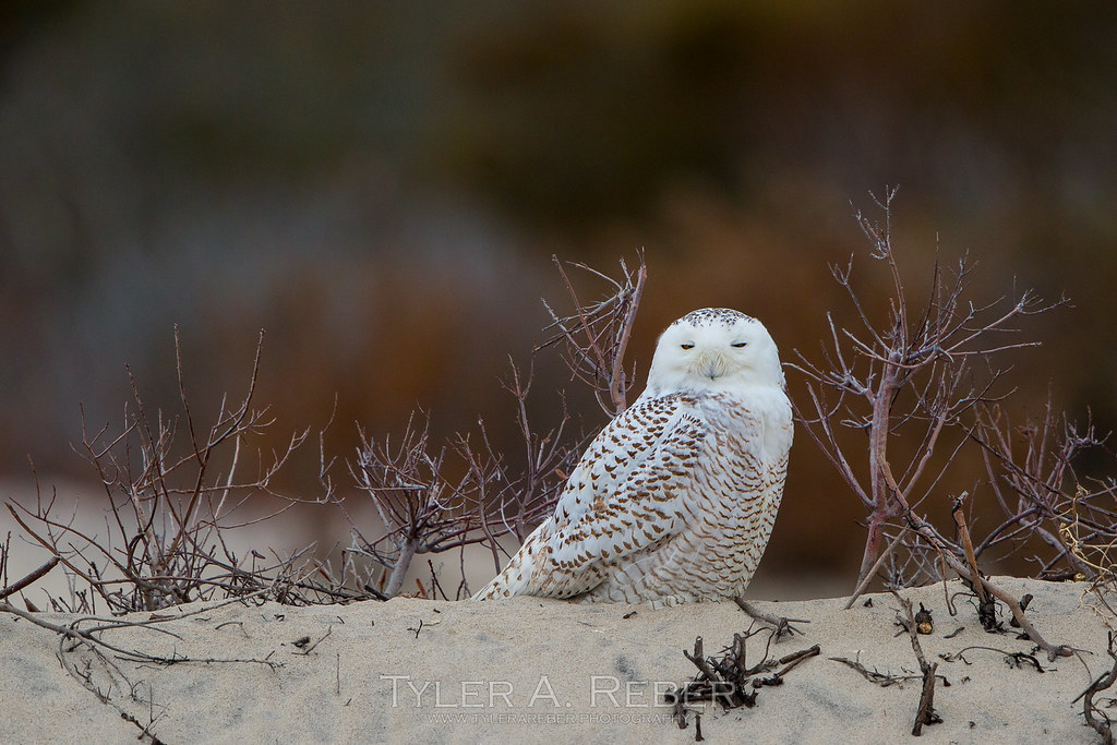 Snowy on Color