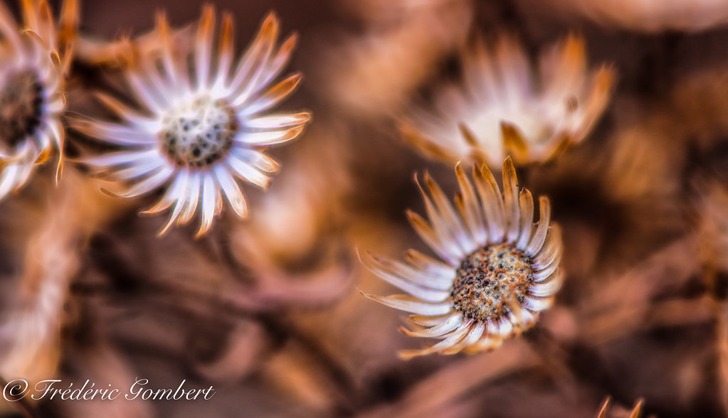 Spring Crowd