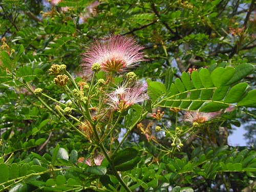 Fabaceae : Họ Đậu - họ phụ Trinh nữ Mimosoideae