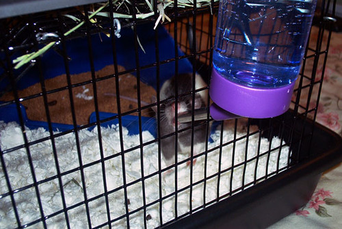 Malachi Drinking