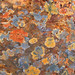 lichens on raw umber