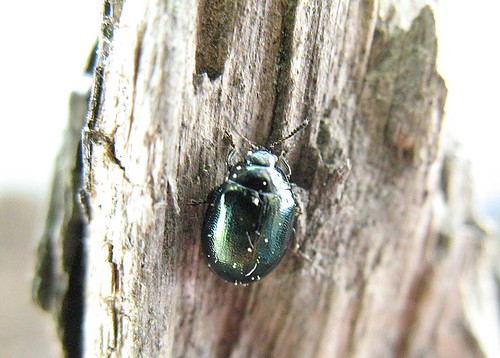 Buprestid beetle
