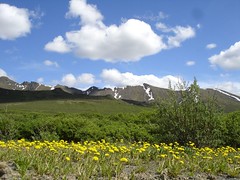 North fork pass flowers
