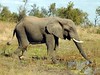 Elephant in southern Kruger