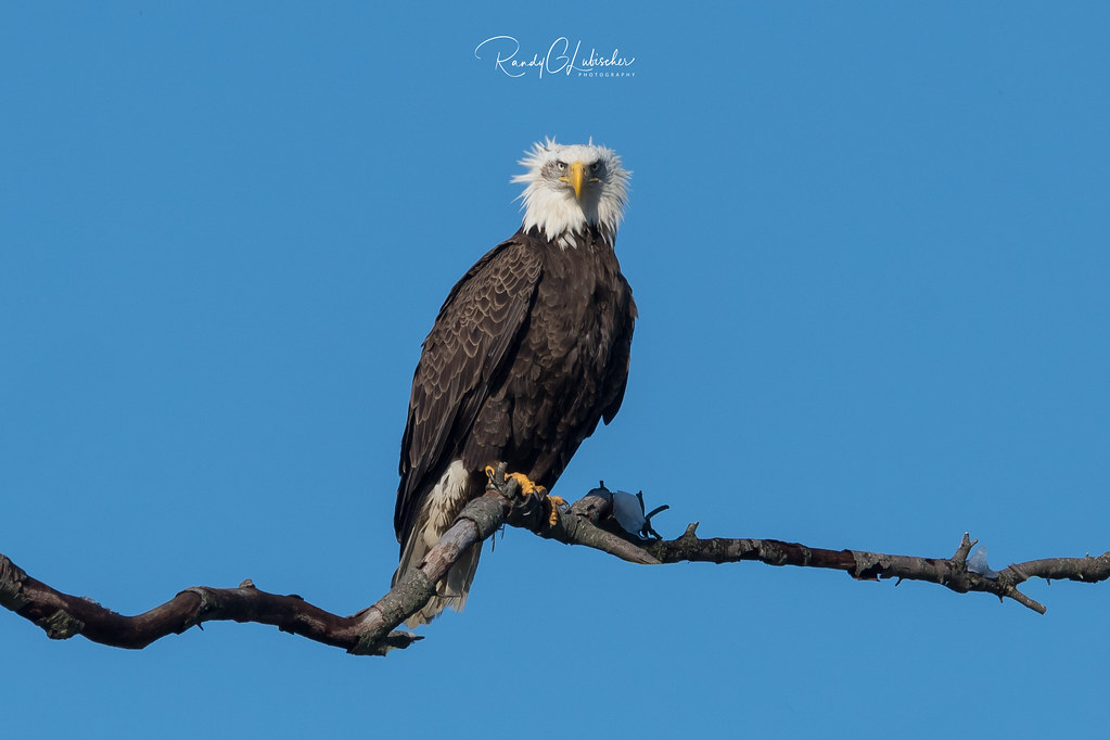 Bald Eagles of the Jersey Shore | 2018 - 32