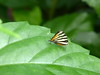 Panama Papillon 2