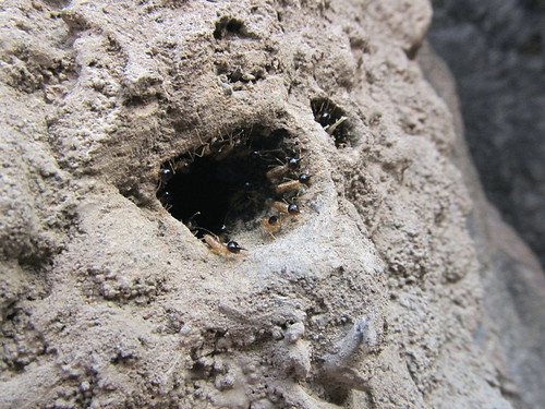australie-termites