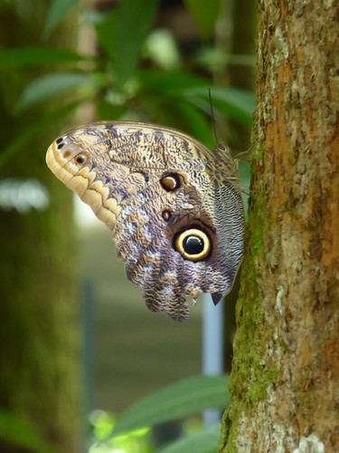 guatemala-papillon
