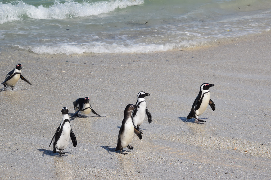 Penguins - Boulders beach