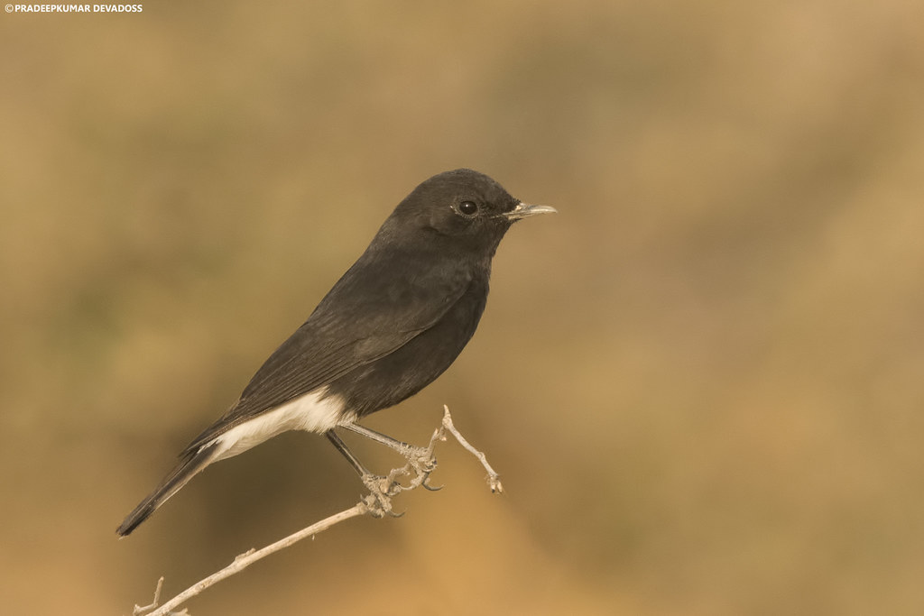 Variable Wheatear - male