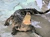 thaïlande-crocodile